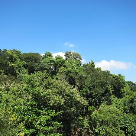 Estúdio da Floresta-2